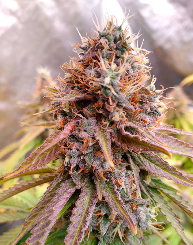 Предхарвсет на 18-й неделе развитие куста Blue Gelato 41 на 18ой неделе