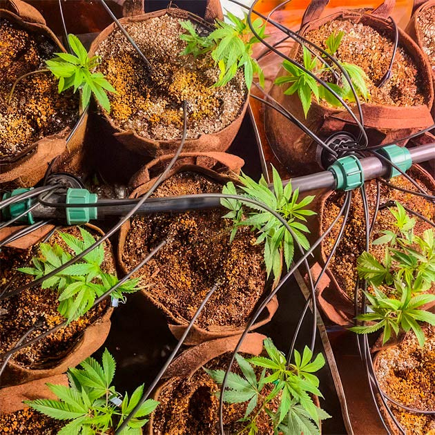 Первая неделя выращивания Green Crack 2.0 Green Crack 2.0: старт в гроубоксе