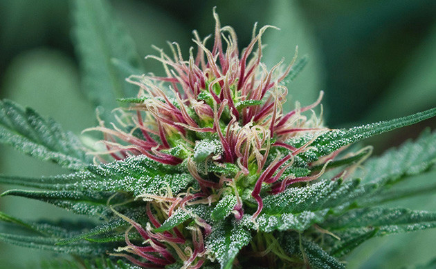 Формирование соцветия конопли Фиолетовые волоски на месте цветения конопли