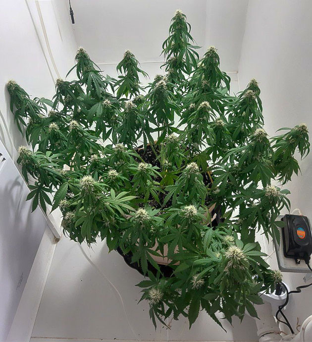 Использование стимулятора «Биобизз БиоХэвэн» Удобрение Critical Orange Punch Auto