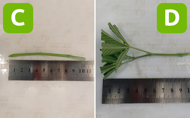 Обрезка и подготовка черенков для прививки