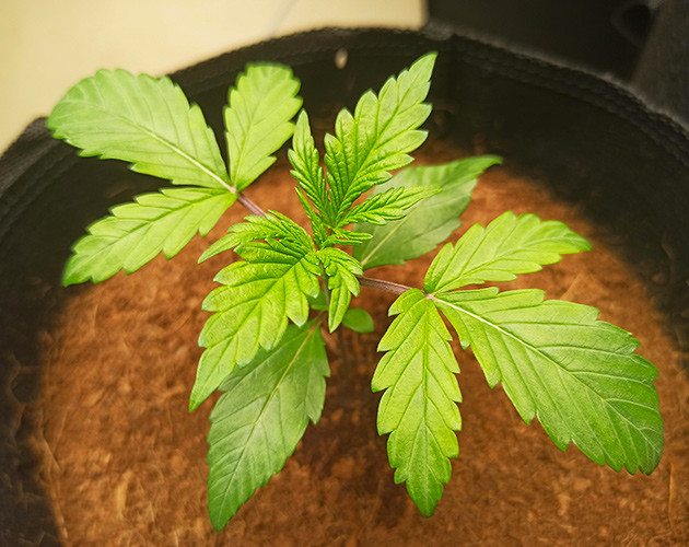 Росток высотой 10 см