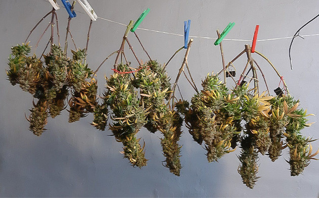 Сушка шишек Critical Orange Punch Auto Тримминг Critical Orange Punch Auto