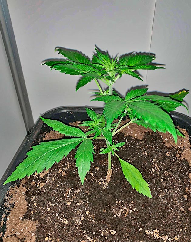 Развитие растишки Куст Zkittles Auto от сидбанка Семяныч на стадии вегетации