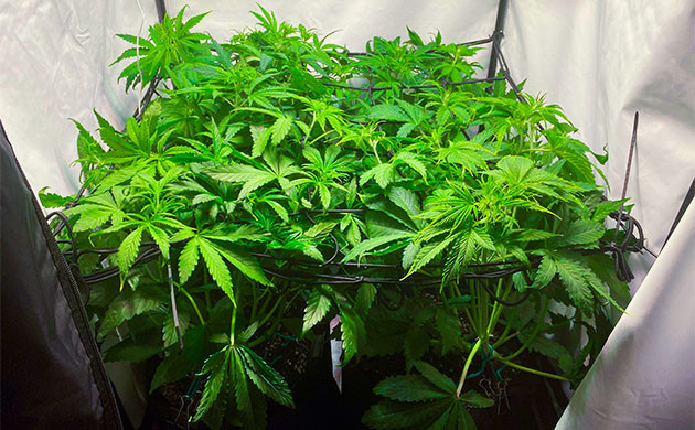 Контроль роста методом ScrOG Установка сетки скрог