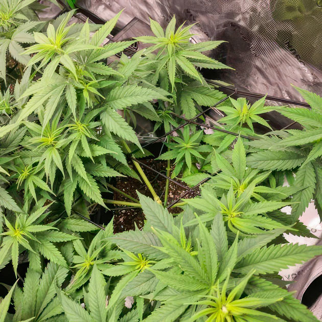 Apple Betty ростом 43 см