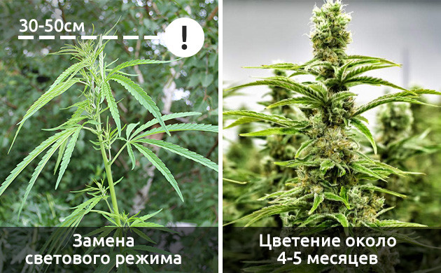 Особенности вегетации и цветения Время цветения и смена светового режима