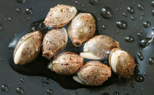 Семена марихуаны