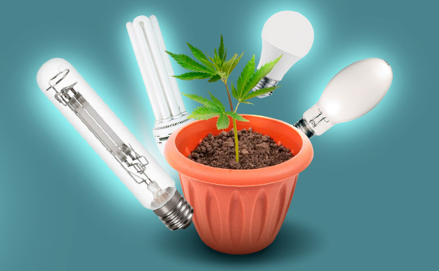 Световые потребности конопли на разных стадиях Имитация естественных условий для конопли с помощью света