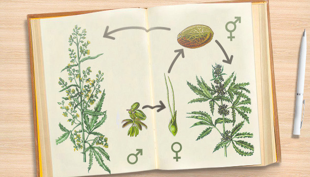 Жизненный цикл конопли Процесс опыления женских растений мужскими