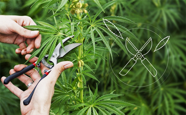 Дефолиация конопли