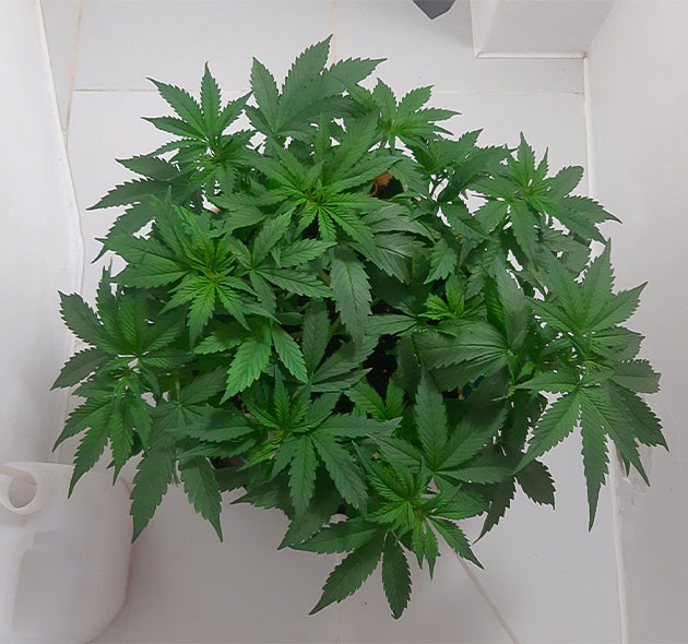 Ожидание предцвета Critical Orange Punch Auto Уход за Critical Orange Punch Auto: стрижка