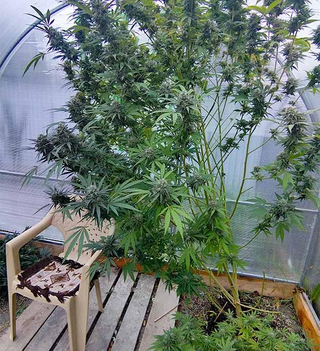 Каннабис с налившимися шишками и прогибающимися ветками