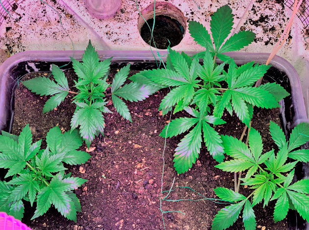 Проблемы с пожелтением листьев Кусты на 3 неделе выращивания