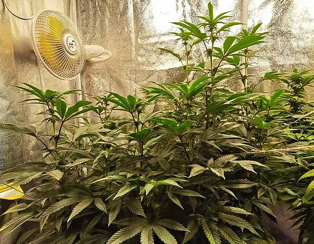 Формирование соцветий каннабиса