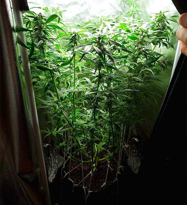 Микроклимат внутри гроубокса: комфортные условия для конопли
