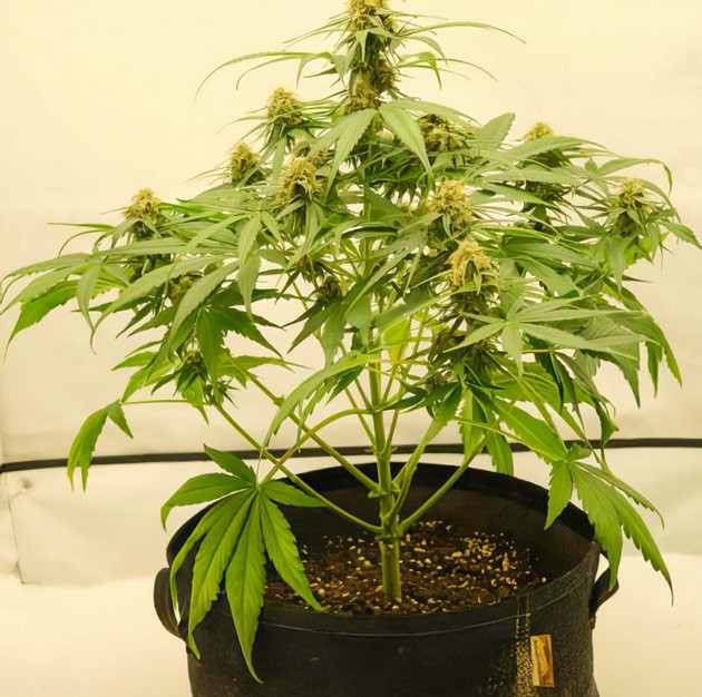 Куст Apollo F1 Auto от Royal Queen Seeds ростом 60 см