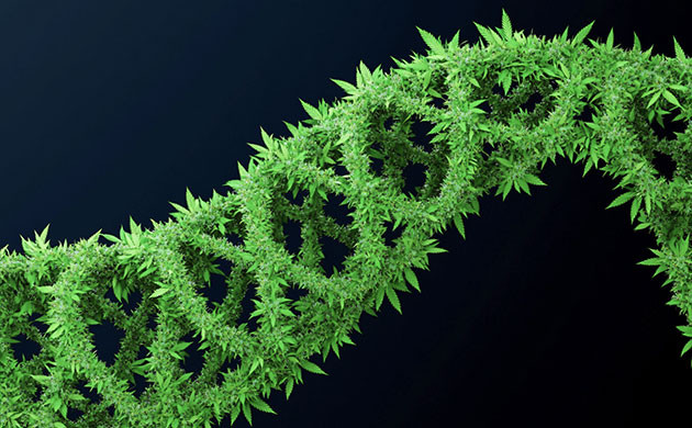 Генетическая предрасположенность к пигментации Генетический код марихуаны