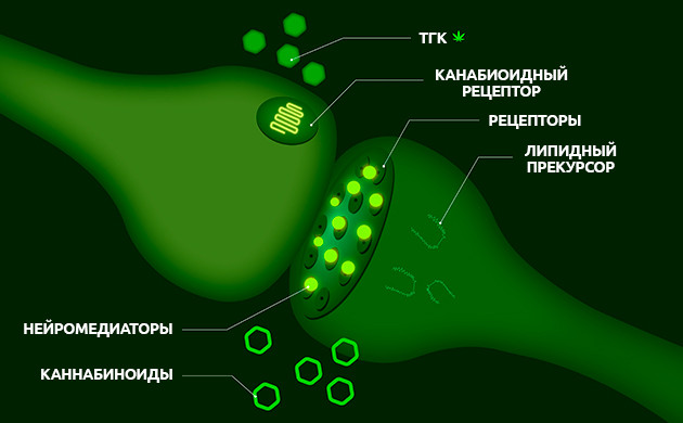Подтверждение эффекта окружения Терпены как каннабимиметики