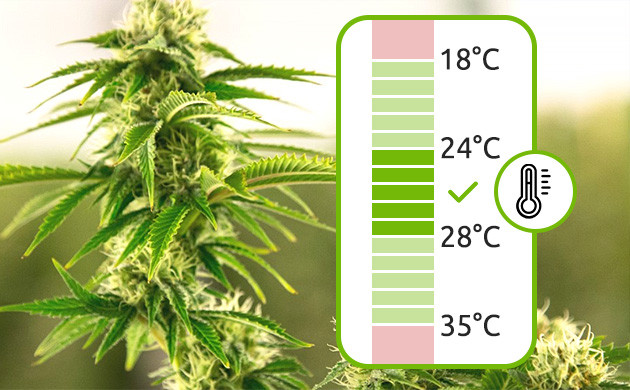 Показатели температуры при выращивании сативы Оптимальная температура для сативы 18 - 35 °C