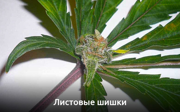 Листовые шишки конопли