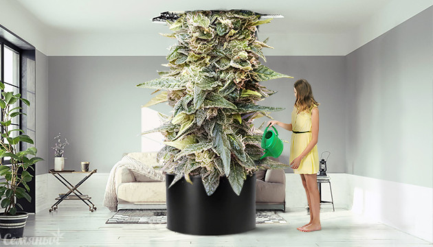 Как вырастить большие шишки конопли