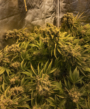 Кусты LSD перед харвестом