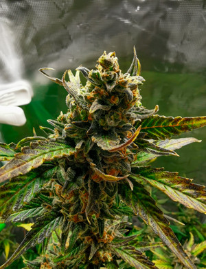 Соцветие на 11 неделе выращивания