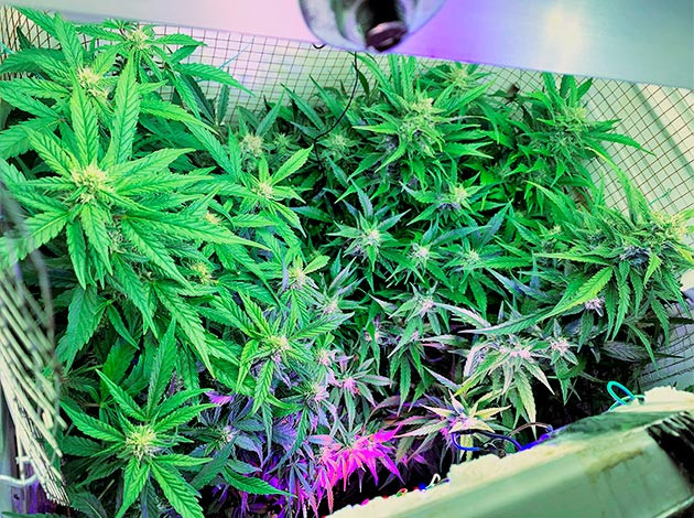 Использование мелассы и настойки из банановой кожуры Кусты Runtz XL Auto на 9 неделе выращивания