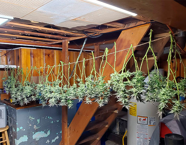 Общие впечатления о сорте Apple Betty Сушка конопли