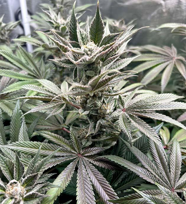 17 неделя развития сорта RS11 x Banana OG