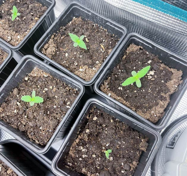 Полив и удобрения Ростки Titan F1 Auto от сидбанка Royal Queen Seeds