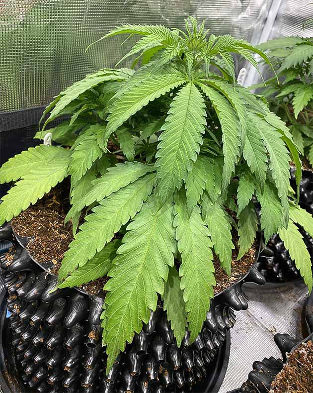 Гроурепорт сорта Gorilla Glue #4 в кокосе Подготовка смеси для гидропоники