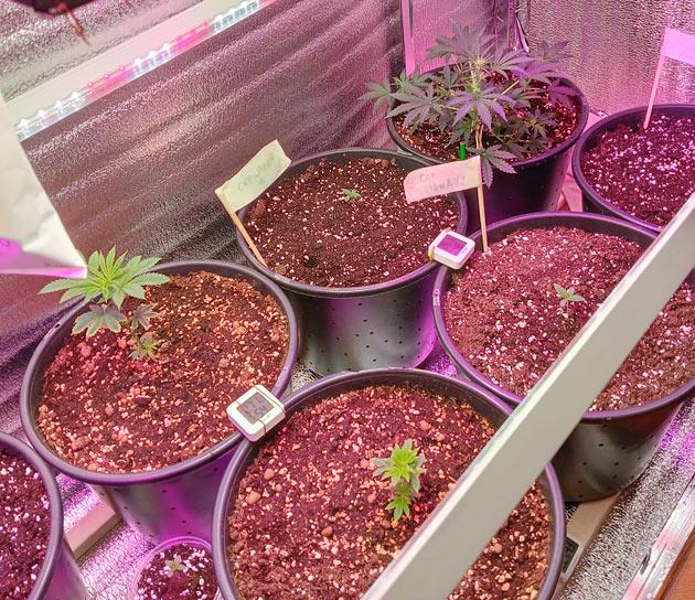 Растишки Permanent Marker от 7CH American на 5 неделе