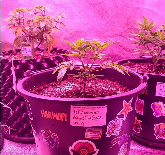 Полив конопли Росток Moonshine Cookies на 5 неделе выращивания