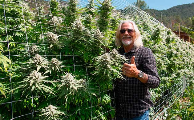 Опыт и советы Хорхе для начинающих аутдор-гроверов Простые советы для успешного аутдор-грова от Хорхе