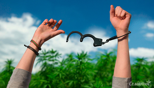 Конопля без преступности