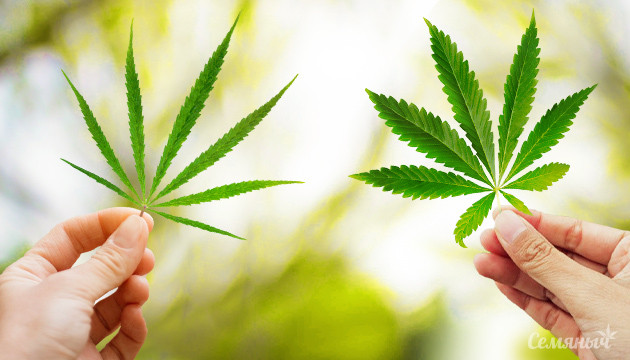 Отличия Сативы от Индики