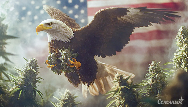 Современные тенденции в развитии американских генетик конопли