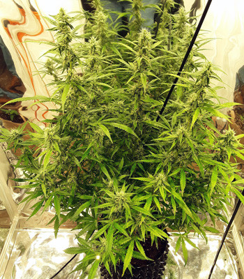 Цветущий куст Auto New York City Выращивание Auto New York City в индоре