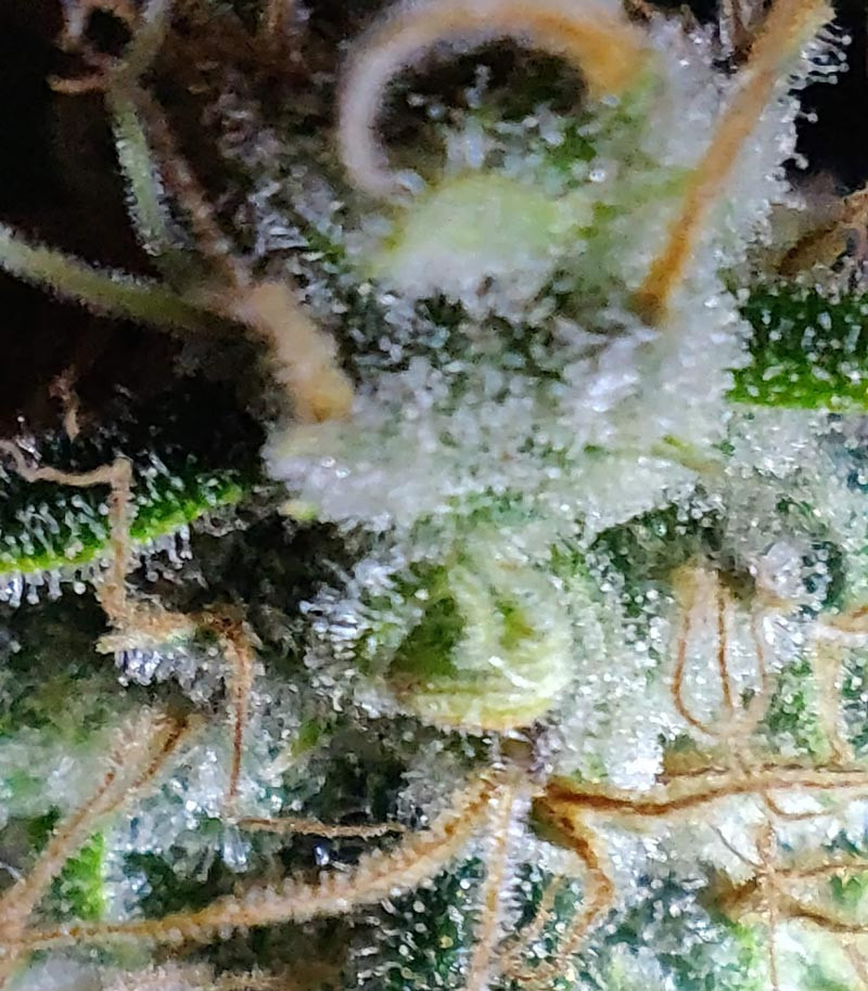 Соцветие с трихомами