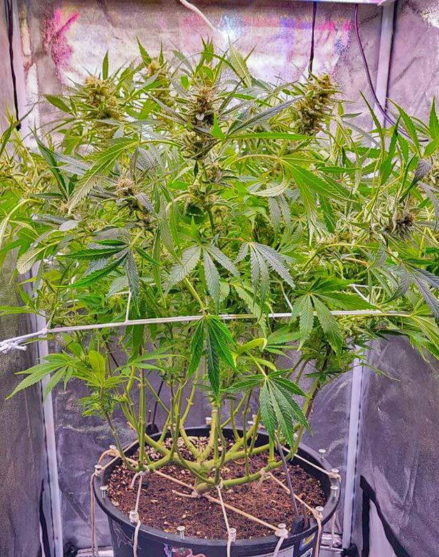 Cap Junky ростом 68 см