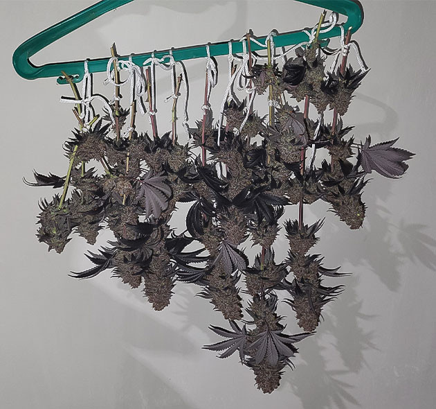 Срезанные соцветия сорта Jealousy