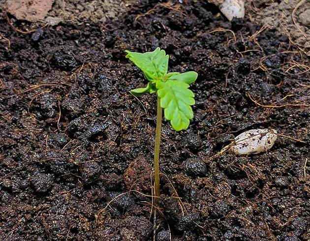 Проращивание семян конопли Johnny Cage Auto Проращивание Johnny Cage Auto