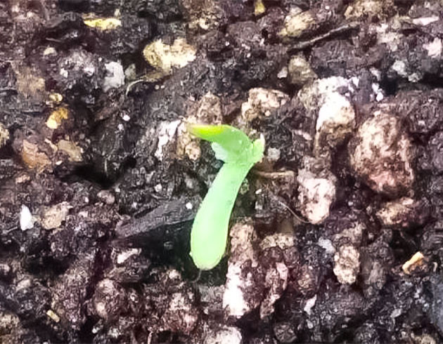 Посадка марихуаны Проращивание сорта Godfather OG Auto