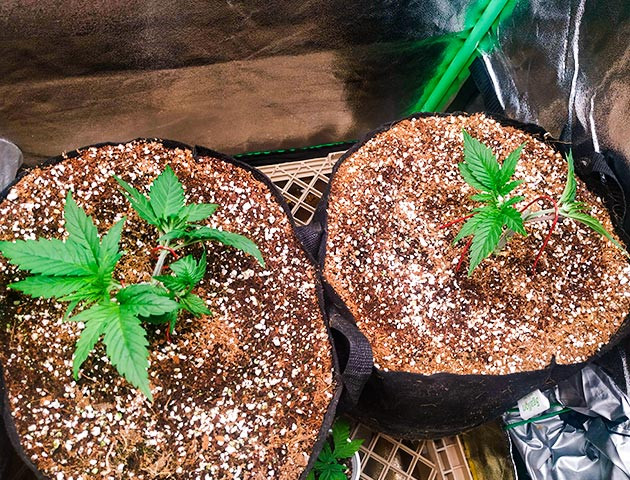 Кусты Gelato после тренировки LST