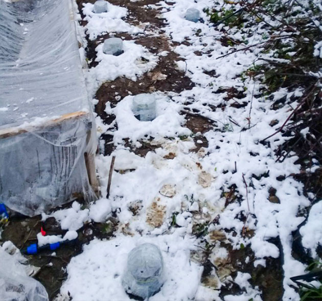 Снег выпавший на плантацию