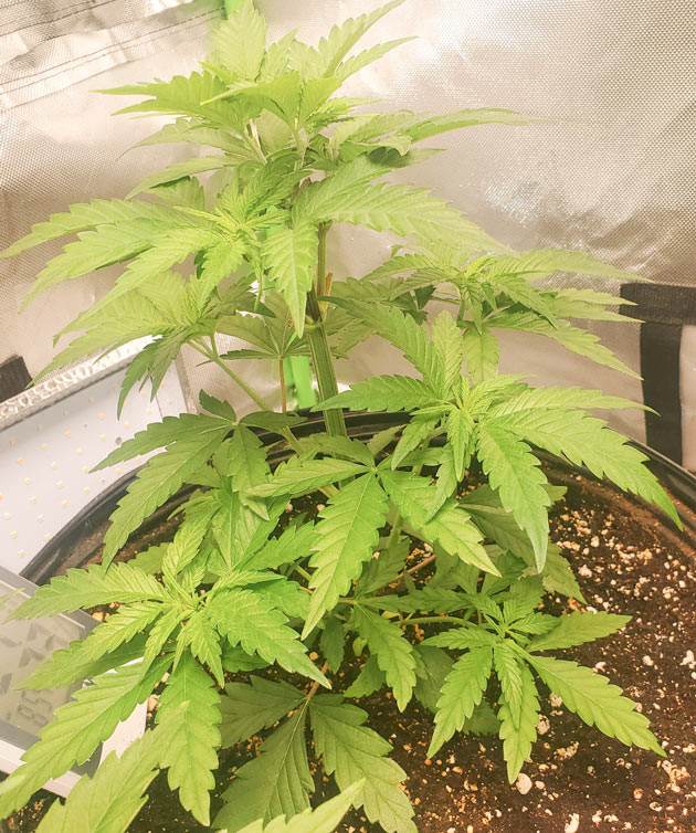 Удвоение роста Cafe Racer