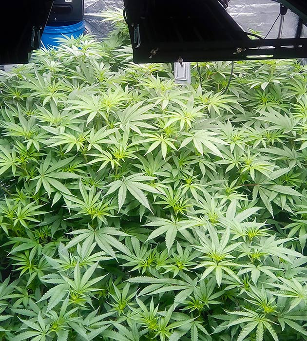 Кусты конопли заполнившие все пространство тента