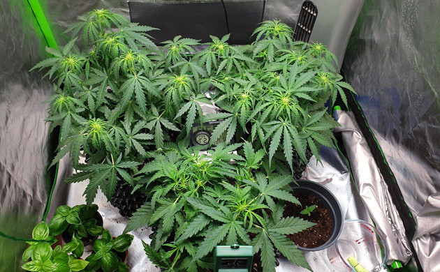 Большие кусты - 35 см, маленький куст - 25 см